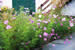 Organic Holidays - Ballylagan Organic Farm Apartment, 12 Ballylagan Road, Straid. BT39 9NF
